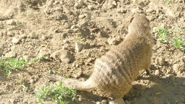 Banded Mongoose (Mungos Mungo) Digging the Ground and Looking For Food. the Banded Mongoose Live in Central and South Africa and Have a Greyish-Brown, Dense Fur. 4k Uhd Video.