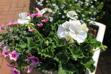 Herrliche Pflanzen in einem Blumentopf