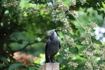 Obraz premium Dohle sitzt auf einem Zaun