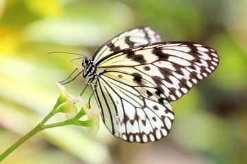 Fototapeta na wymiar 花にとまる蝶