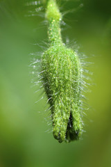 Beautiful flowers tomatoes
