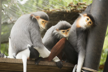 Three Red-shanked douc langur