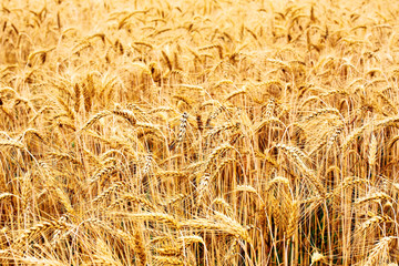 Grain field illuminated by rays of the setting sun