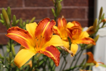 Orange Asiatic Lily