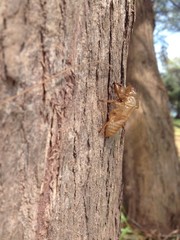 Cicada slough on pine tree.