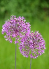 Kugellauch - ZIerlauch blüht lila im Garten - Allium Aflatunense, 