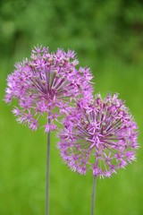 Kugellauch - ZIerlauch blüht lila im Garten - Allium Aflatunense 