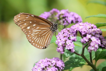 紫の花にとまる蝶