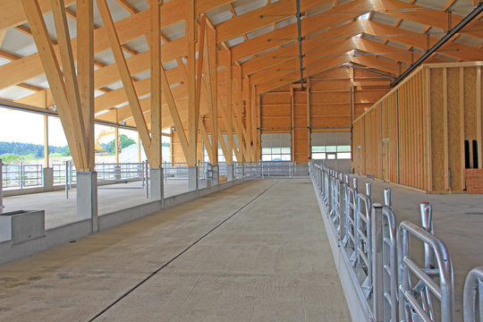 rinderstall,bauernhof,bern,schweiz