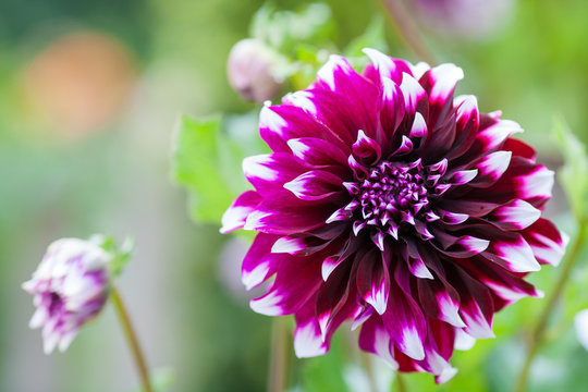 Purple and white Dahlia flower in full bloom closeup