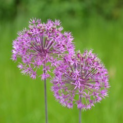 Kugellauch - ZIerlauch blüht lila im Garten - Allium Aflatunense, 