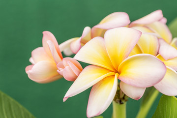 Plumeria