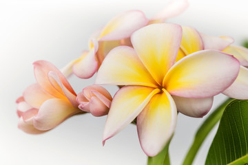 Plumeria