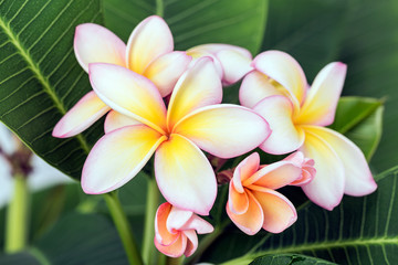 Plumeria