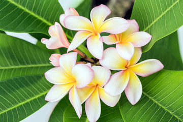 Plumeria
