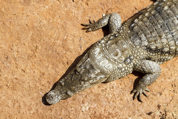 Alligator from above