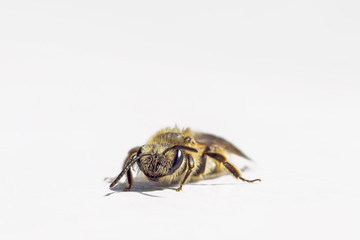 Close up of a honey bee