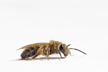 Close up of a honey bee