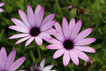Obraz premium Fleurs d'osteospermum violettes