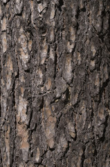 Pine bark