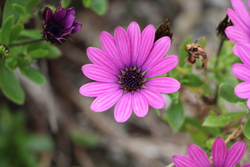 Obraz premium Fleurs d'osteospermum mauve
