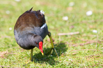 Teichralle oder Teichhuhn (Gallinula chloropus)