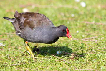 Teichralle oder Teichhuhn (Gallinula chloropus)