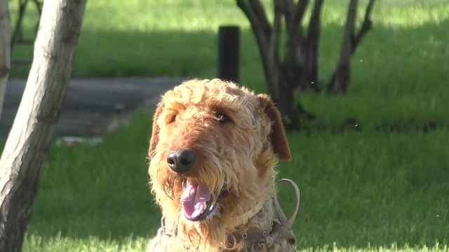 Dog breed Airedale terrier waiting for his master