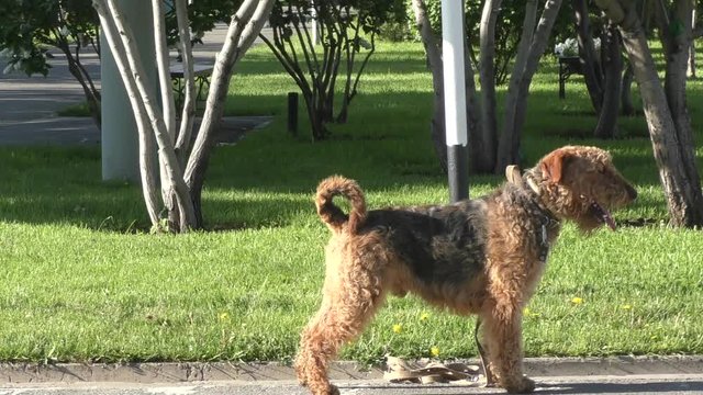 Dog breed Airedale terrier waiting for his master