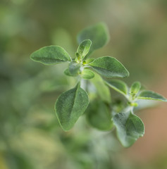 Mentho Plant (close-up shot)