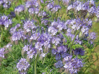Obraz premium Bienenfreund, Phacelia, Büschelschön