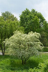 Fototapeta na wymiar Baum im Frühling blüht üppig im Park