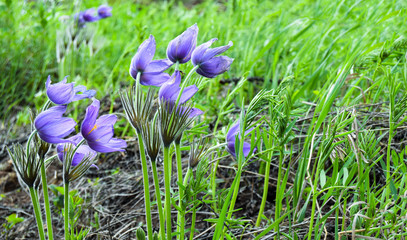 ветер на цветах