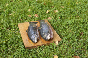 Fresh trouts with on cutting board. Lying on green grass lawn