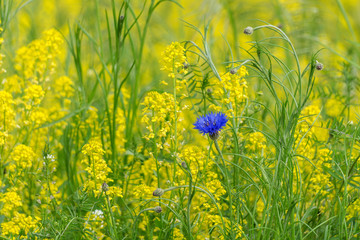 Gelb blühendes Rapsfeld mit solitär stehender blauen Kornblume
