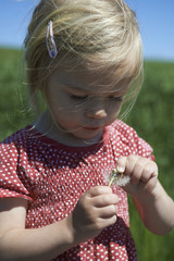 Child Blond Girl blowing on a dandelion clock, summer meadow