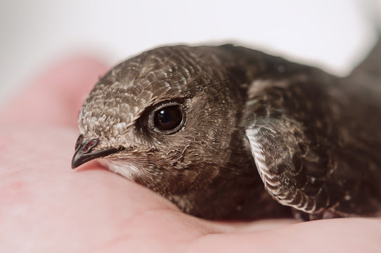 young common swift on the palm of the hand - 2006