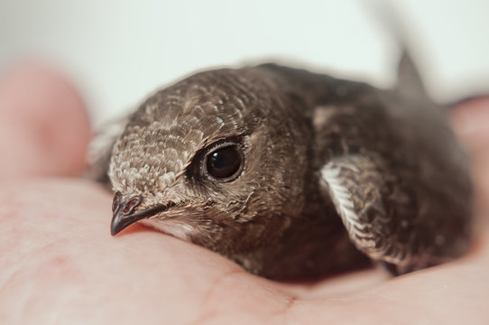 young common swift on the palm of the hand - 2007