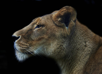 Fototapeta premium lioness isolated on black background
