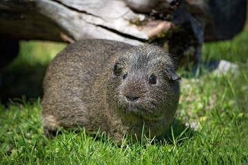 Meerschweinchen draußen