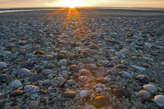 Shells on the beach, Mexico.