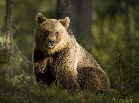 A brown bear in the forest, Finland.