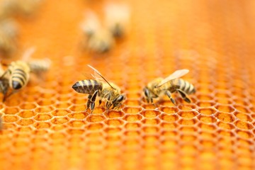 Bees in honeycomb 
