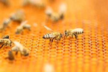 Honeybees on honeycomb