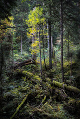 Fallen trees covered with moss in the fir forest.