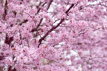 Sakura. Cherry Blossom in Springtime. Beautiful Pink Flowers