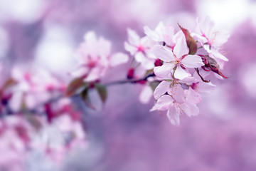 Sakura. Cherry Blossom in Springtime. Beautiful Pink Flowers