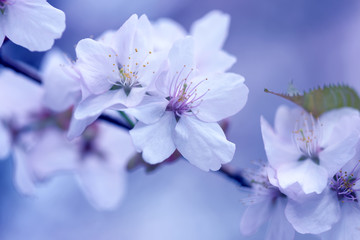 Fototapeta na wymiar Sakura. Cherry Blossom in Springtime. Beautiful White Flowers