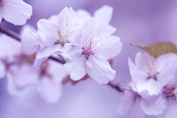 Naklejka na ściany i meble Sakura. Cherry Blossom in Springtime. Beautiful White Flowers