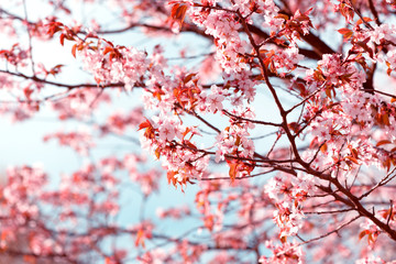 Sakura. Cherry Blossom in Springtime. Beautiful Pink Flowers